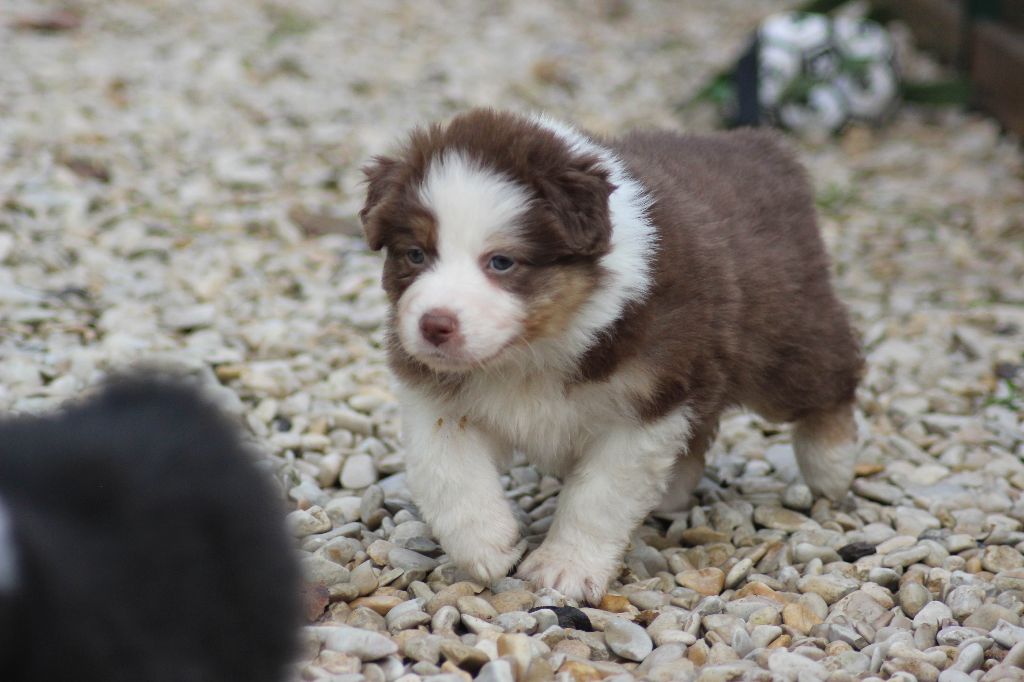 Du Paradis Des Démons - Chiot disponible  - Berger Australien