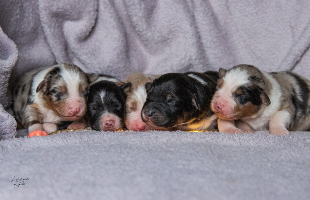 chiot Berger Australien Du Paradis Des Démons