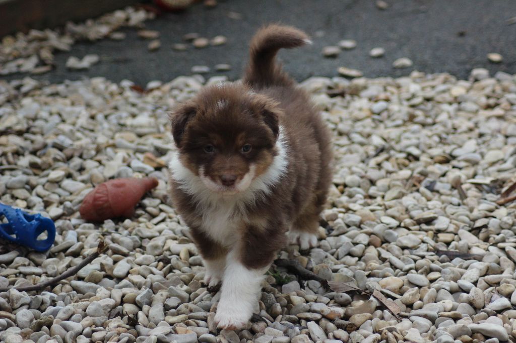 Du Paradis Des Démons - Chiot disponible  - Berger Australien