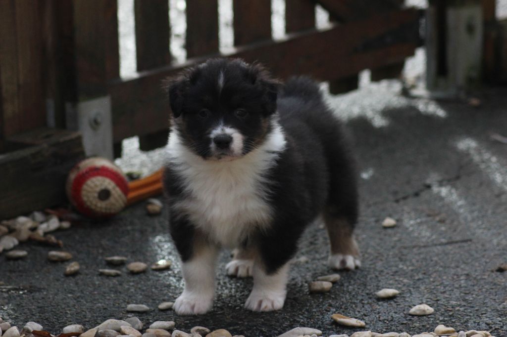 Du Paradis Des Démons - Chiot disponible  - Berger Australien