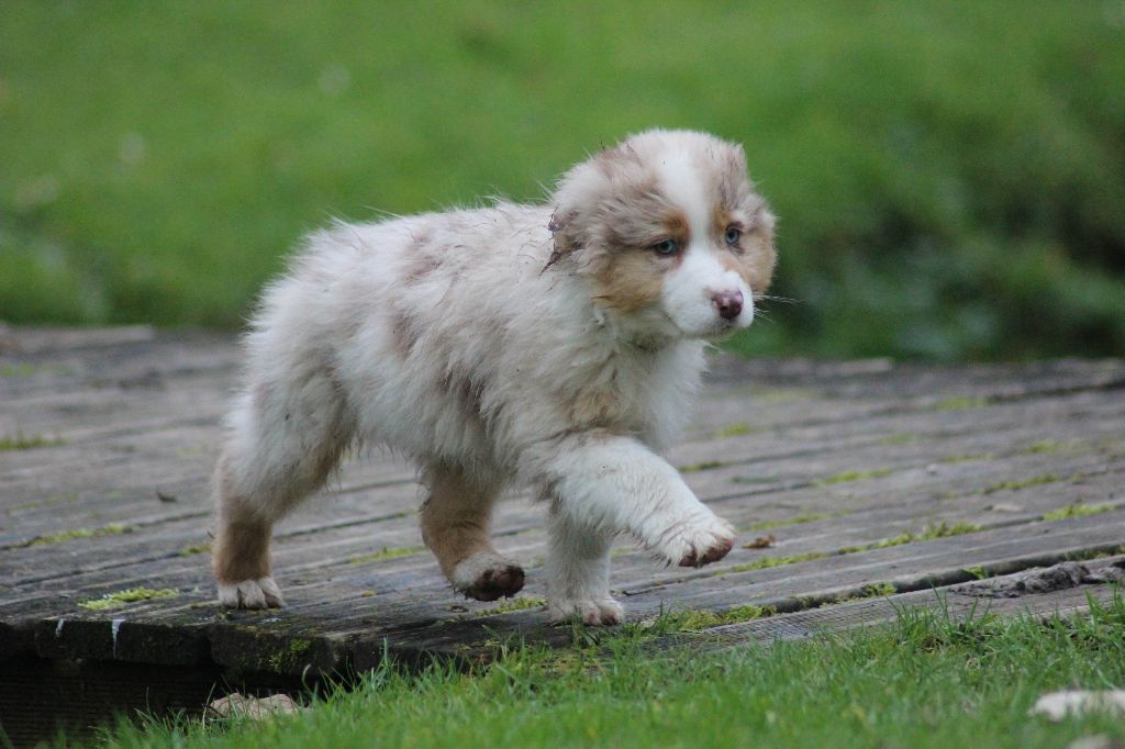 Du Paradis Des Démons - Chiot disponible  - Berger Australien