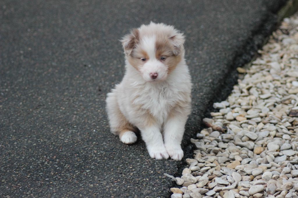 Du Paradis Des Démons - Chiot disponible  - Berger Australien