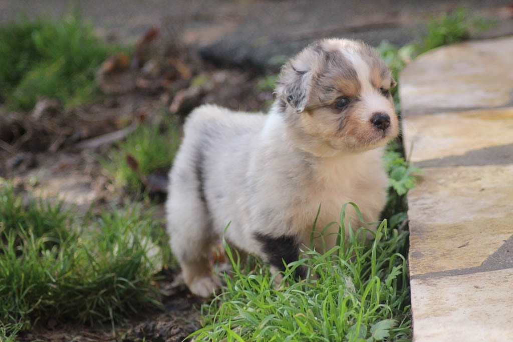 Du Paradis Des Démons - Berger Australien - Portée née le 11/10/2023