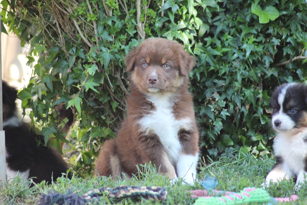 Du Paradis Des Démons - Berger Australien - Portée née le 23/04/2019