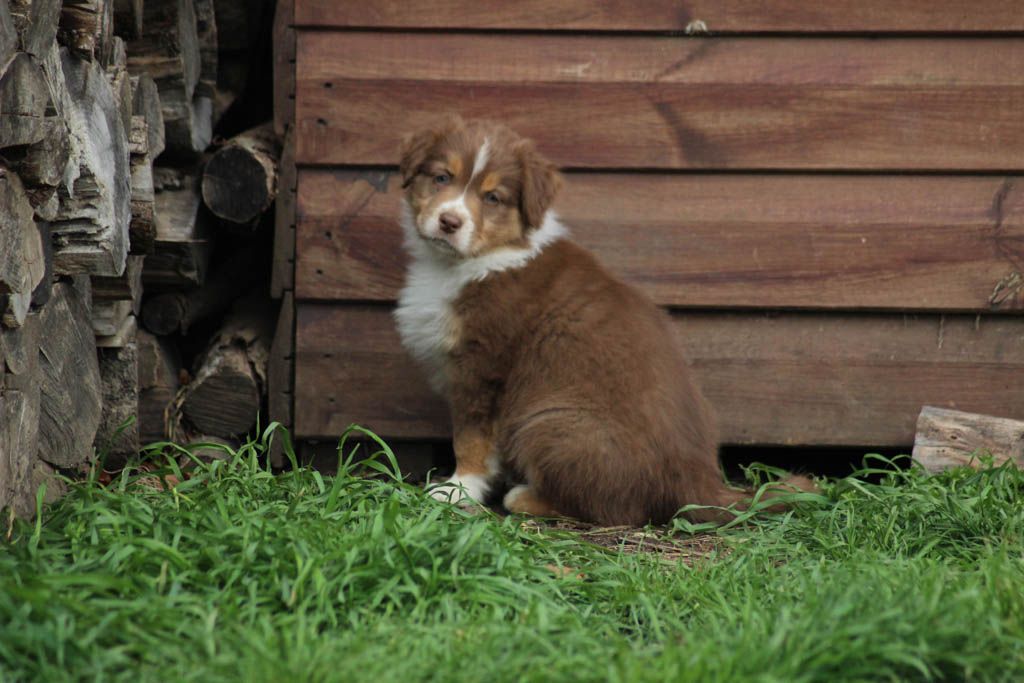 Du Paradis Des Démons - Berger Australien - Portée née le 19/02/2023